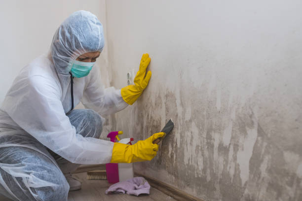 Mold Testing and Removal in Woodlawn, MD