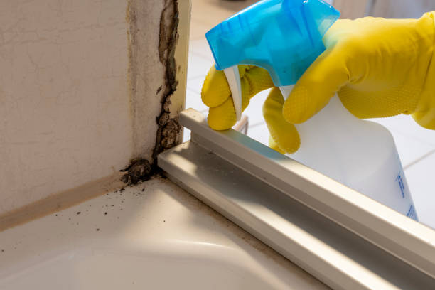 Best Certified Mold Removal  in Woodlawn, MD
