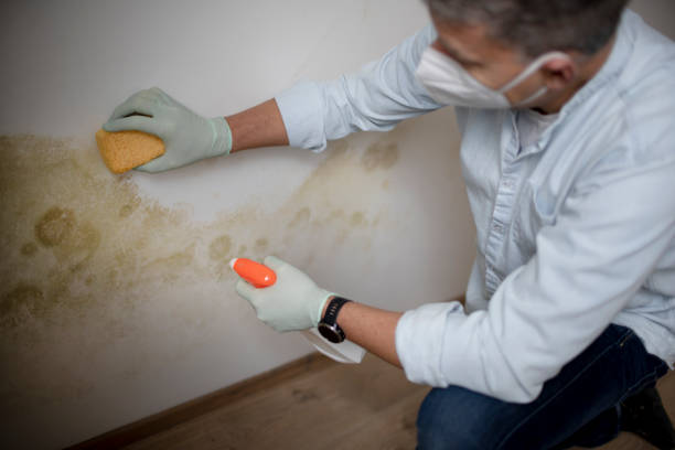 Best Residential Mold Removal  in Woodlawn, MD