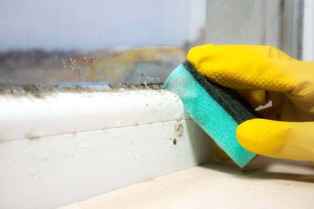 Best Mold Cleaning Services  in Woodlawn, MD