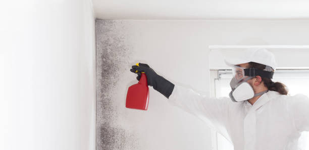 Best Commercial Mold Removal  in Woodlawn, MD