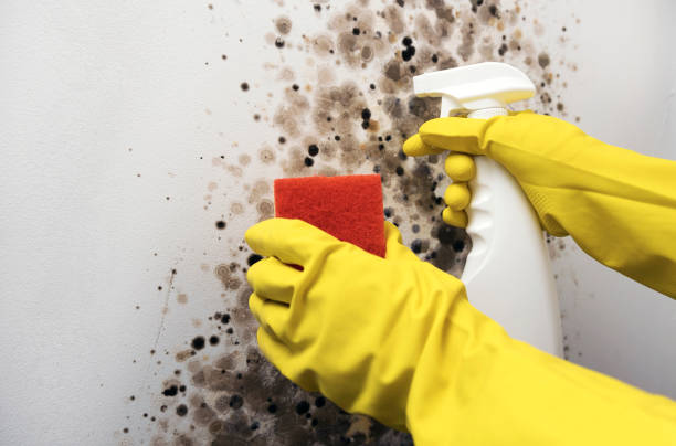 Best Home Mold Removal  in Woodlawn, MD