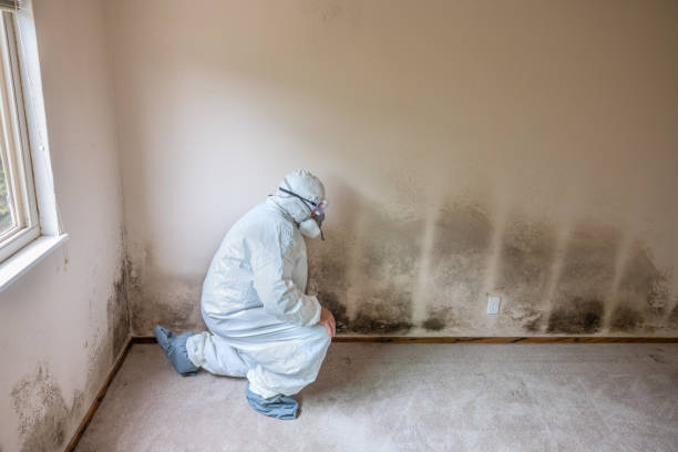 Best Certified Mold Removal  in Woodlawn, MD