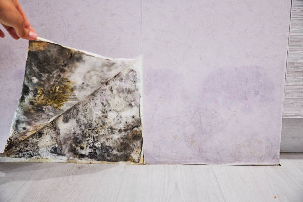 Best Mold Cleaning Services  in Woodlawn, MD